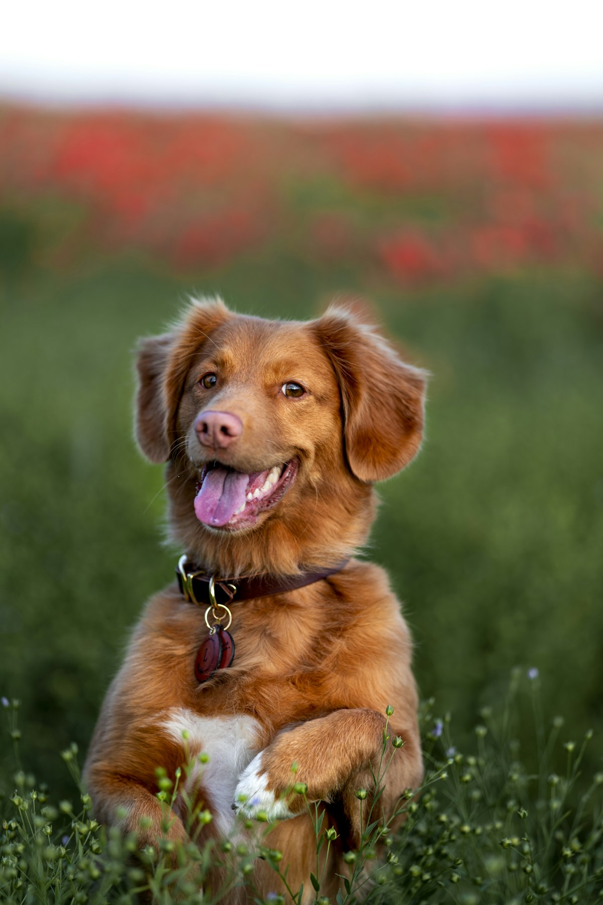 Glücklicher Toller-Retriever sitzt im hohen Gras