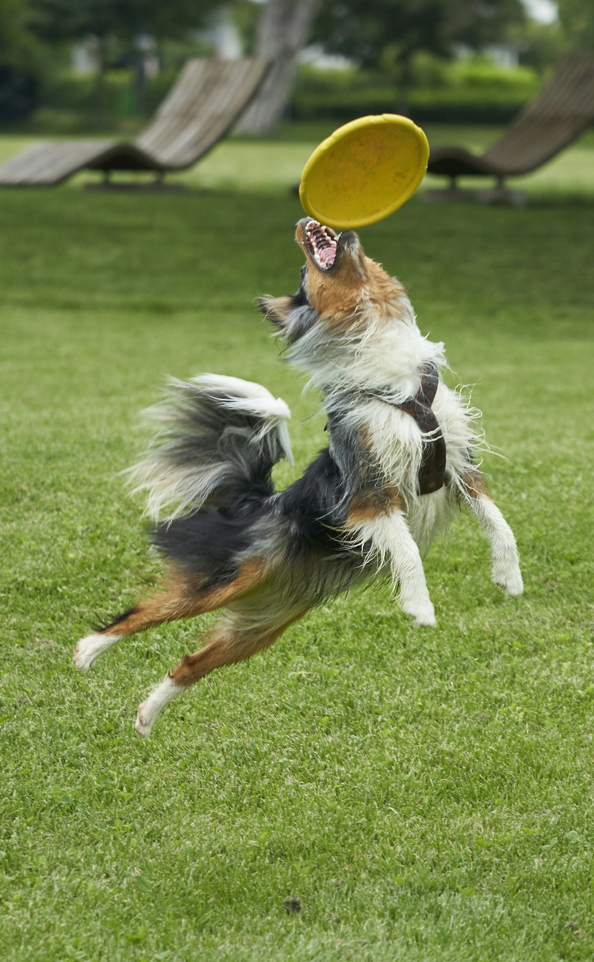 Australian Shepherd springt im Park nach einem gelben Frisbee